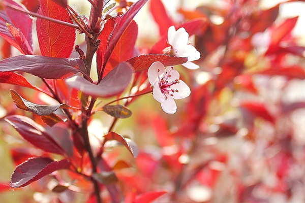 美人梅与红叶李不仅仅花朵盛开时非常的好看,树叶颜色也具有不错的