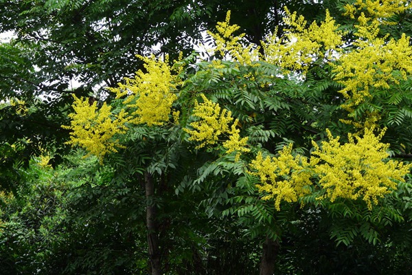 栾树什么时候开花，花期多久