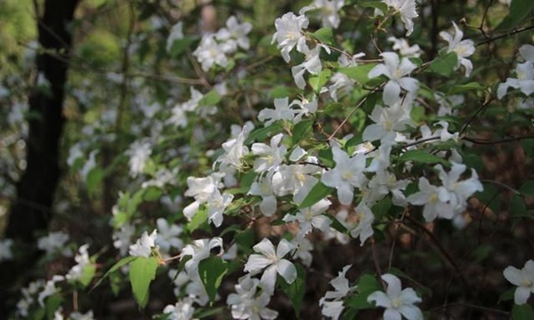 大花溲疏树