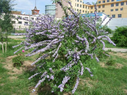 醉鱼草花期是几月，花期有多长