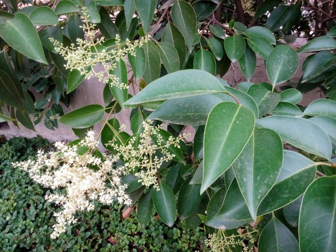 3,北海道黄杨北海道黄杨是一种常绿阔叶树种,是比较优质的绿化树种之