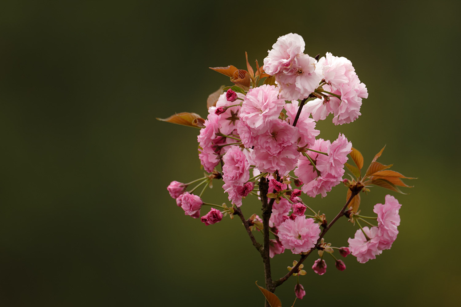 樱花