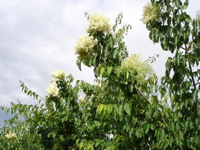 暴马丁香和紫丁香的区别