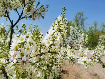 文冠果树几年开花结果