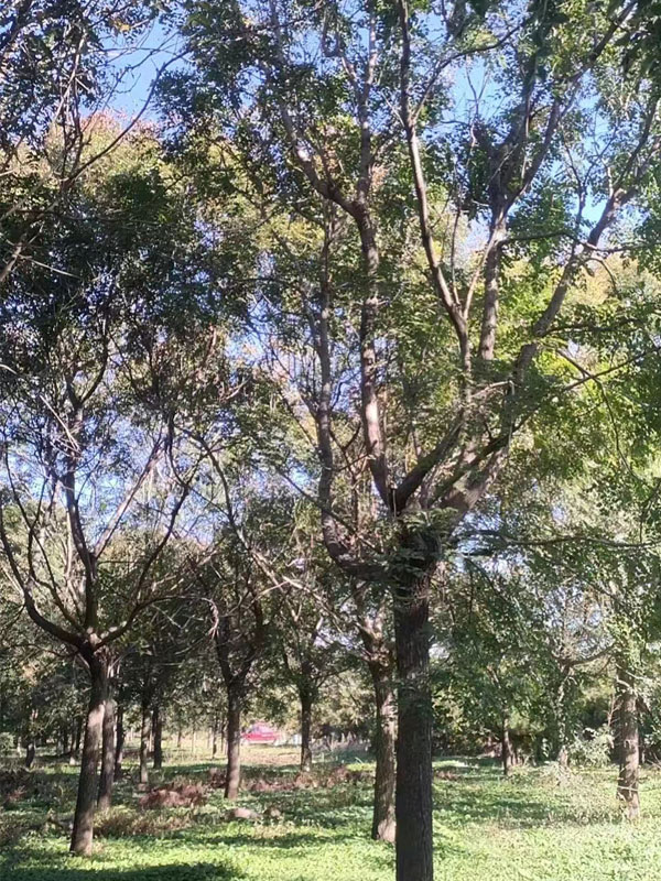 1731997769637072.jpg 6.jpg