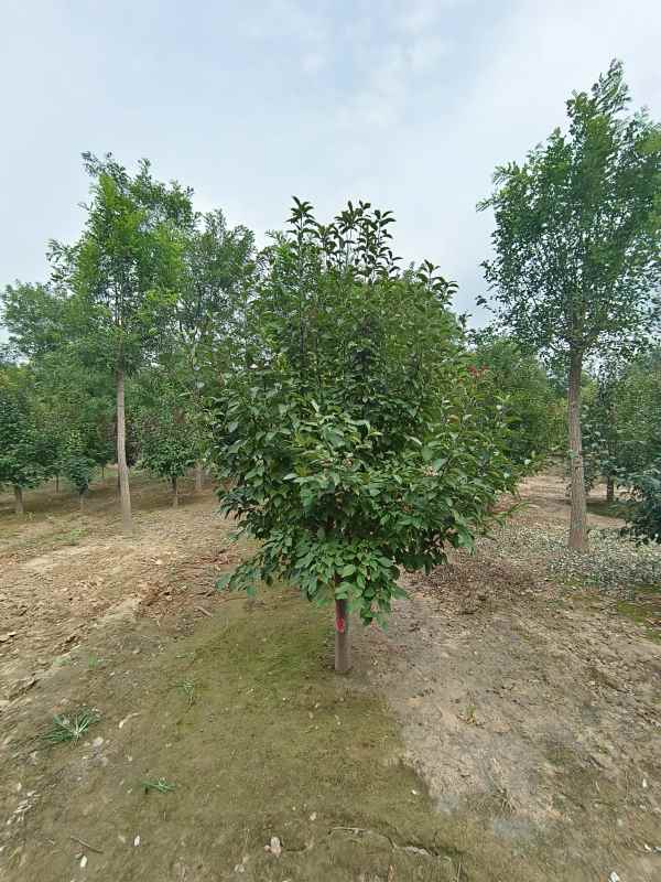 1732599524785440.jpg IMG_20230901_152429.jpg