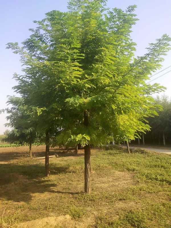 1733552842279658.jpg IMG_20201007_090316.jpg